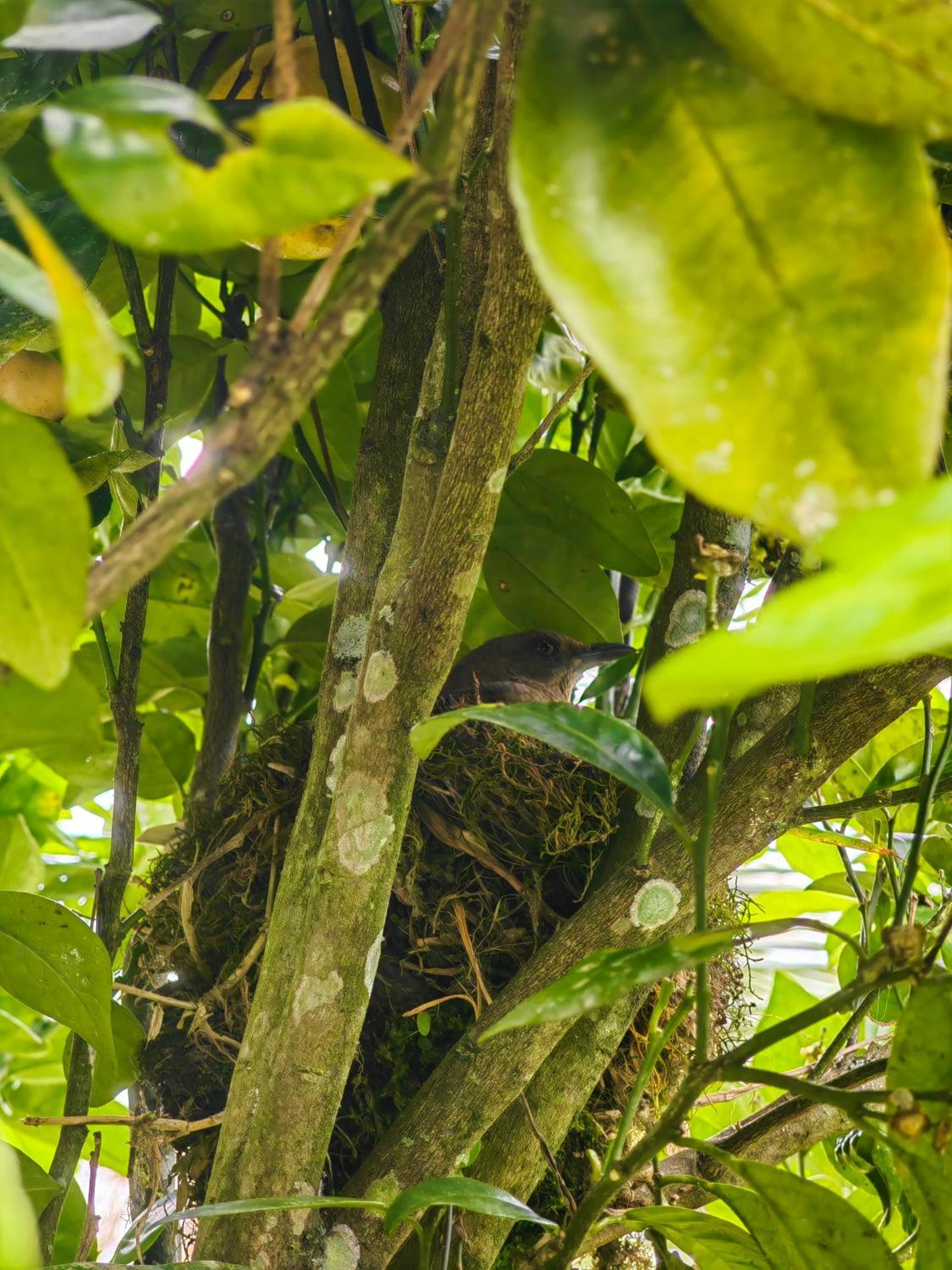 Paraiso Cocora Саленто Екстериор снимка